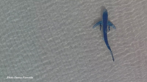 squalo palau sardegna